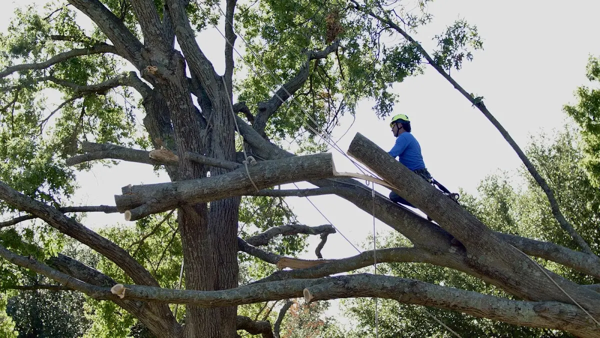 Professional Crown Thinning performed by certified arborists in Manor